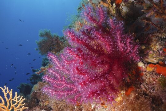 Violescent sea-whip (Paramuricea clavata) with open polyps in the Mediterranean near Hy&egrave;res. Dive site Giens Peninsula, C&ocirc;te dAzur, France