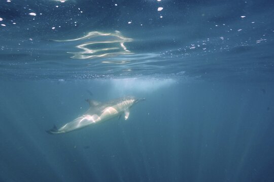 Short-beaked common dolphin (Delphinus delphis) with sun rays. Dive site Coffee Bay, Eastern Cape, South Africa