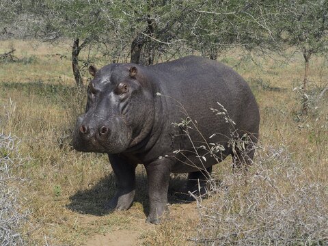 Hippopotamus (Hippopotamus amphibius) in Kruger National Park, South Africa