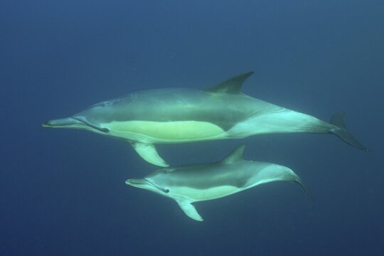 Short-beaked common dolphin (Delphinus delphis) with juvenile. Dive site Coffee Bay, Eastern Cape, South Africa