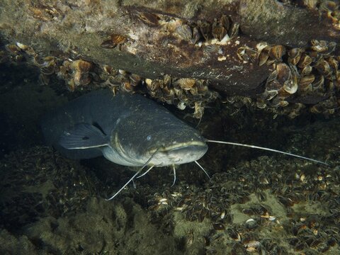 A catfish (Silurus glanis), Waller, hiding under shells and stones, dive site Zollbr&uuml;cke, Rheinau, Canton Zurich, Rhine, High Rhine, Switzerland, Germany