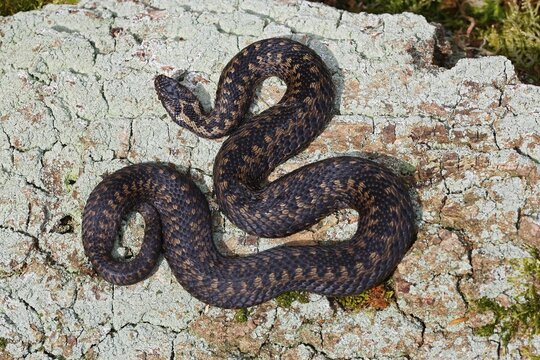 Common European viper (Vipera berus), lying on rocks, sunbathing, Schleswig-Holstein, Germany