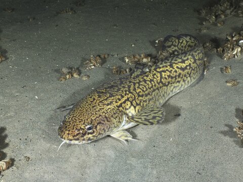 Tiger fish, burbot (Lota lota), resting on sandy bottom, dive site Steilwand, Wallhausen, Lake Constance, Germany