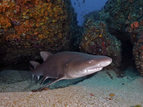 Sand tiger shark (Carcharias taurus) . Dive site Protea Banks, Margate, KwaZulu Natal, South Africa