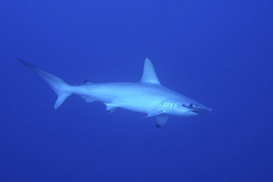 Scalloped hammerhead (Sphyrna lewini), solid blue background, releasable. Dive site Daedalus Reef, Egypt, Red Sea