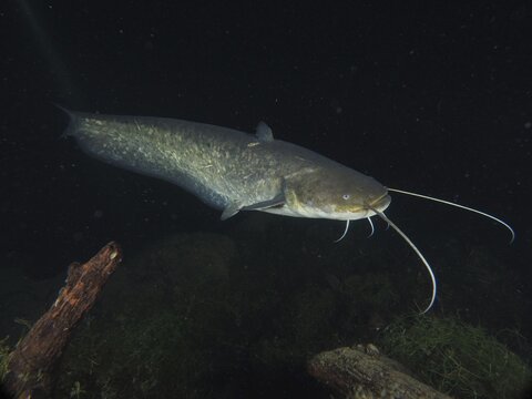 A large catfish (Silurus glanis), Waller, with long barbels swims in dark water, dive site Zollbr&uuml;cke, Rheinau, Canton Zurich, Rhine, High Rhine, Switzerland, Germany