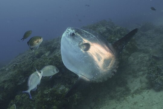 Ocean sunfish (Mola mola) at cleaning station, Mediterranean Sea, Rosas, Costa Brava, Spain