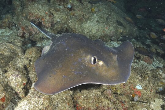 Blue stingray (Dasyatis chrysonota), Aliwal Shoal dive site, Umkomaas, KwaZulu Natal, South Africa
