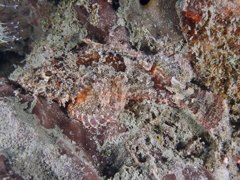 A well camouflaged Papuan scorpionfish (Scorpaenopsis papuensis) adapting to the rocky underwater environment, dive site Prapat, Penyapangan, Bali, Indonesia