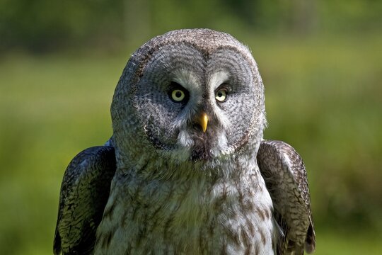 Great Grey Owl, Lapland Owl (Strix nebulosa), portrait