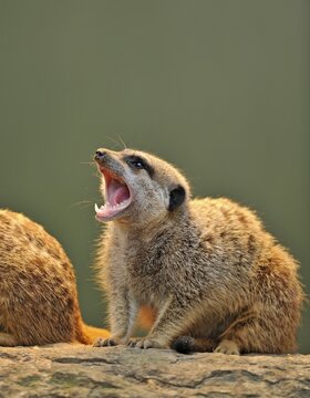 Meerkat (Suricata suricatta), pup, Stuttgart, Baden-W&uuml;rttemberg, Germany