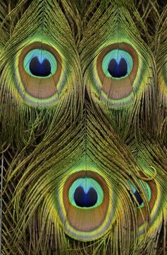 Detail, Peacock feathers with peacock eyes, Indian peafowl (Pavo cristatus), Baden-W&uuml;rttemberg, Germany
