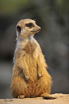 Meerkat (Suricata suricatta), alert position