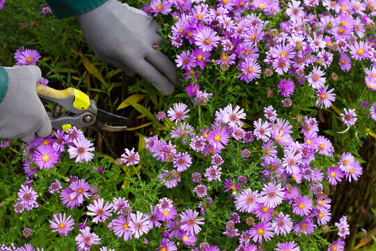 Woman pruning violet blue color bushy asters in autumn time in garden, gardener prepares flowers asters for winter time in autumn, gardeners works &iacute;n autumn time in garden
