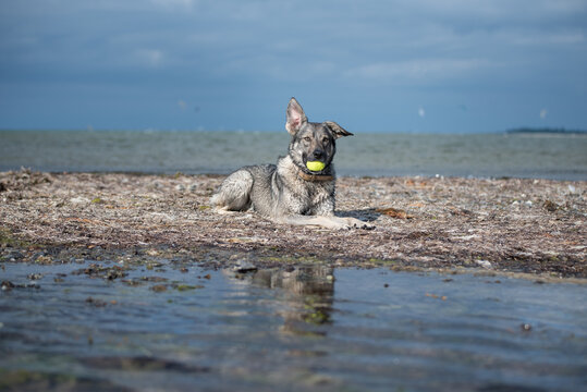 Hirtenhund mit Ball in der Schnauze am Meer