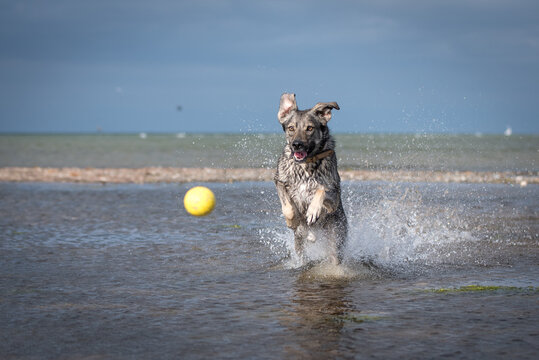 Hirtenhund springt durch das Wasser und apportiert gelben Ball