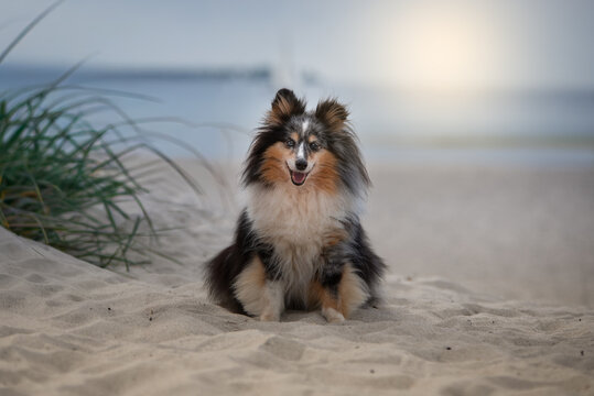 Sheltie Portrait am Strand am Meer