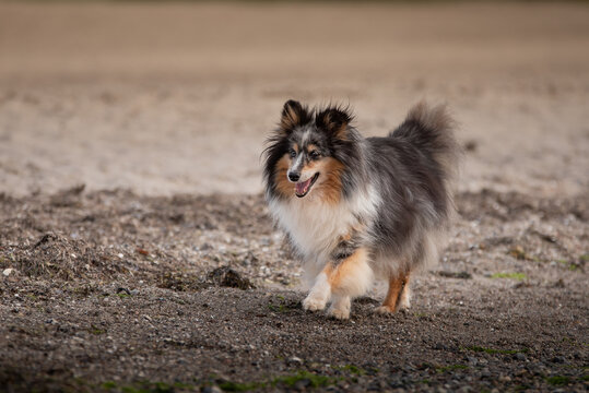 Sheltie Hund geht am Strand spazieren