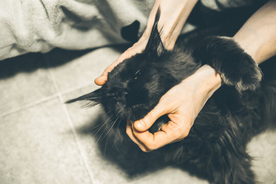 A person gently holds a black Maine Coon cat. The cat has long fur and distinctive ear tufts. The setting is indoors with a tiled floor.