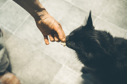 A hand offers a treat to a black cat. The cat has a fluffy coat and is sitting on a tiled floor. The scene captures a moment of interaction between human and pet.