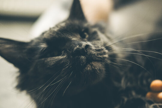A close-up of a black Maine Coon cat with prominent whiskers and a fluffy coat. The cat appears relaxed and content, with a soft expression.