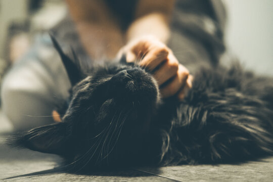 A person gently pets a large black cat lying on a wooden floor. The cat appears relaxed and content, showcasing its fluffy fur and distinctive features.