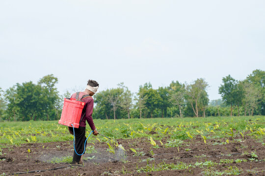 An Indian farmer sprays pesticide across a cultivated field using a backpack sprayer, modern agricultural practices in a rural landscape.