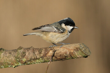 Coal Tit (Periparus ater) perched on a mossy tree branch with a clean blurred background © Badr
