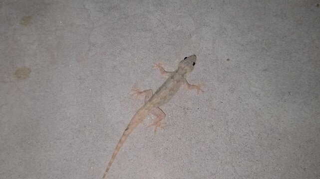 Common house gecko lizard crawling on a textured grey wall
