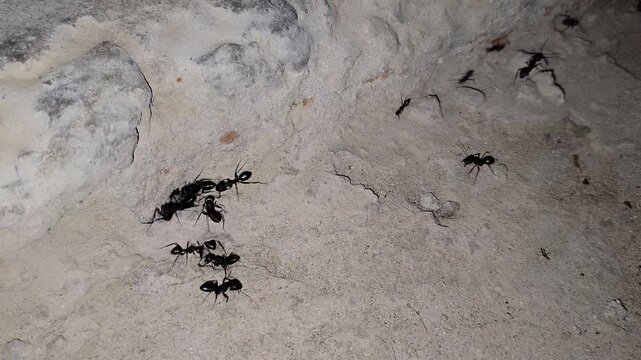 Group of large black ants crawling on sandy textured ground
