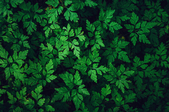 Dark green foliage background with parsley leaf pattern, moody natural texture for eco packaging, herbal products, organic cuisine and wellness design.