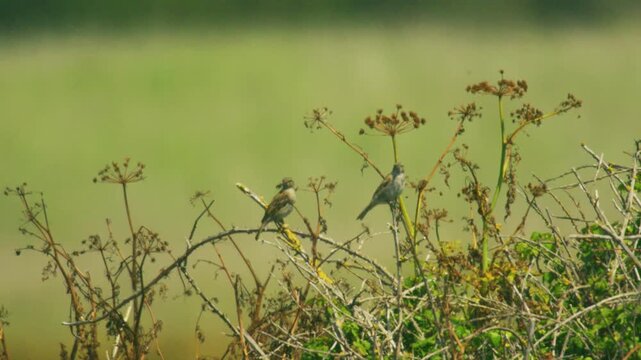 Two common whitethroats perched among brambles and dried wildflower stems in a summer countryside habitat, showing a probable male and female together against a soft green background.