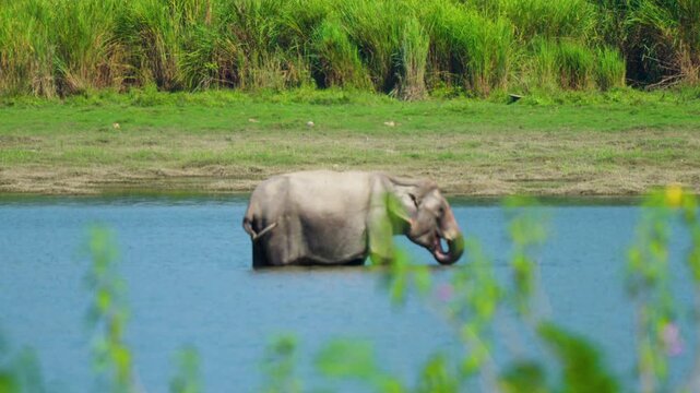 A cinematic shot of a wild Asian elephant drinking and bathing in a river in India. Authentic wildlife behavior in a lush natural habitat.