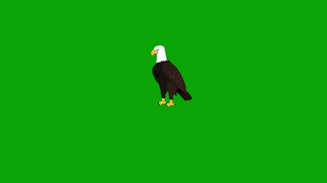 Cartoon Bald Eagle Standing on Green Screen Animation