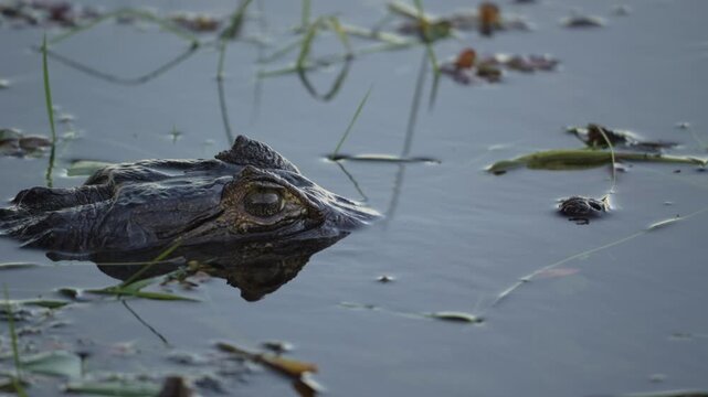Yacare caiman lies almost submerged with only its head above a quiet wetland surface, surrounded by floating plants and reeds, useful for wildlife, predator, or conservation themes.