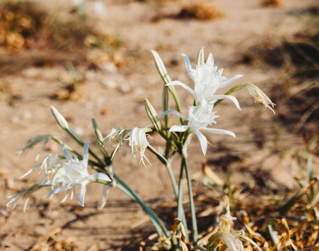white flowers on the coastline