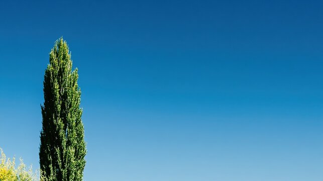 Lone poplar standing straight against clear blue sky, sharp trunk detail, deep blue minimal landscape