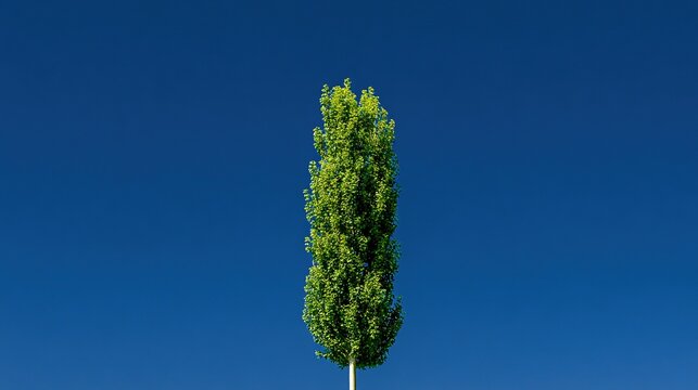 Straight poplar reaching into blue sky, sharp focus on trunk texture, minimalist natural serenity