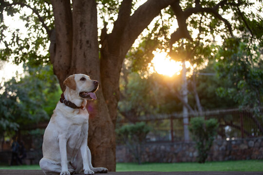 Cute dog sitting near a tree in the garden.