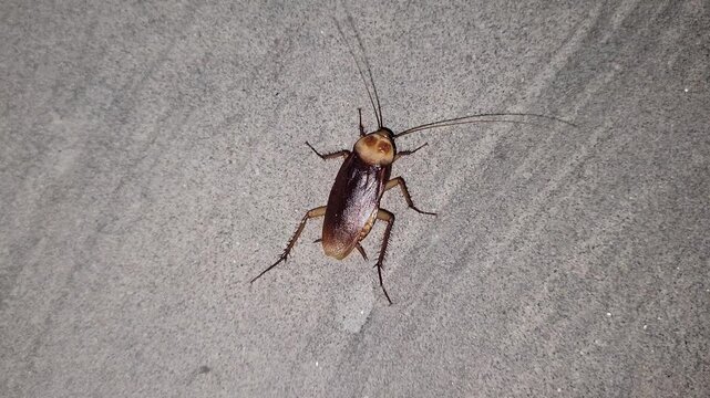 Close-up of a brown cockroach on a textured grey surface
