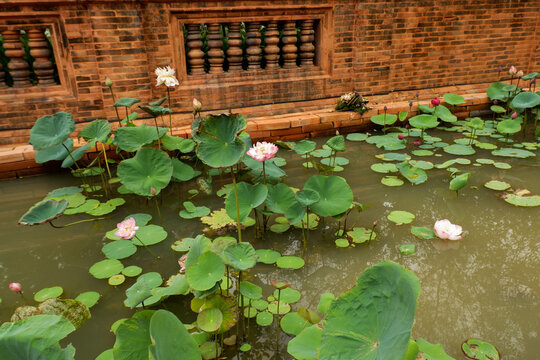 Beautiful Lotus flower with green leaves,Pink and white Lotus 's flowers are in the pool and wild forest,Lily pads with blooming pink water lilies in park or water garden.
