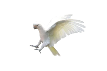 The Tanimbar cockatoo (Cacatua goffiniana) fly free © kuritafsheen