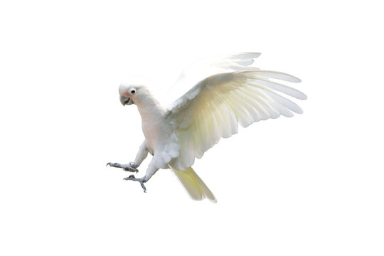The Tanimbar cockatoo (Cacatua goffiniana) fly free