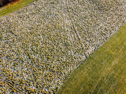 Aerial view of a golf course covered in first frost with a vibrant green grass border in Valmiera, Valmiera, Latvija.