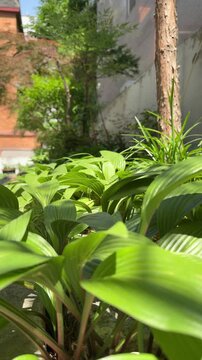 Lush hosta leaves in a sunlit urban courtyard garden, vertical video