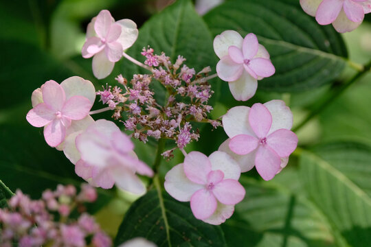 Pink and cream double lace cap Hydrangea serrata &lsquo;Veerle&rsquo; in flower.