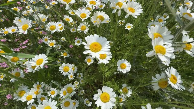 Beautiful field of blooming chamomile wildflowers waving gently in the breeze under bright sunlight, creating a serene and natural summer landscape. Wild daisy flowers in nature, perfect for organic c