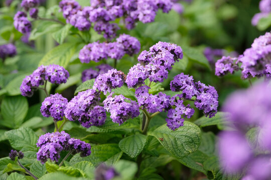 Purple Heliotropium arborescens 'Lord Roberts' cherry pie in flower.