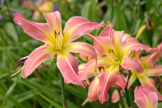 Pink and yellow Hemerocallis &lsquo;Webster&rsquo;s Pink Wonder&rsquo; daylily, in flower.