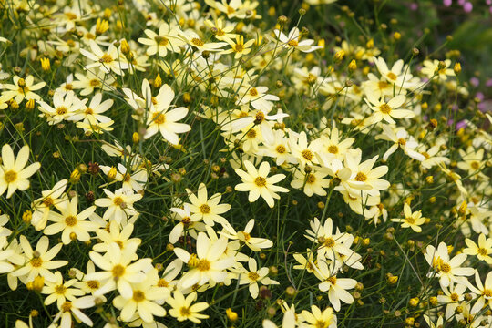 Yellow Coreopsis verticillata &lsquo;Moonbeam&rsquo; tickseed in flower.